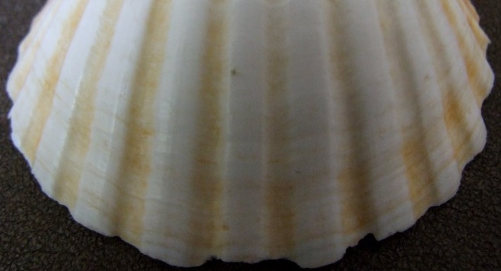 border Pecten erythraeensis